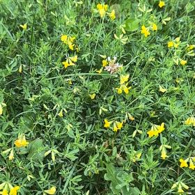 Photo of the plant species Bird's-Foot Trefoil by @FabHoyaburma36 named Miley on Greg, the plant care app