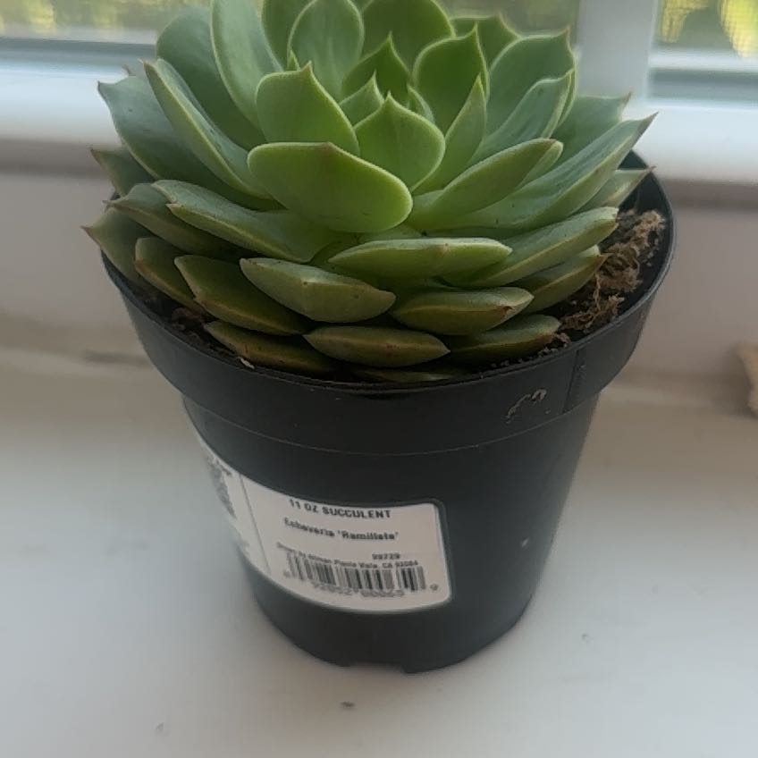 Photo of the plant species Echeveria Ramillette by @TastyPhalsa52 named Rihanna on Greg, the plant care app