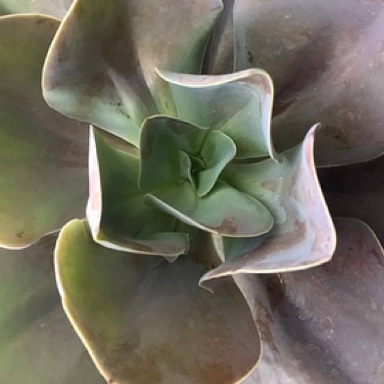 Photo of the plant species Lavender Rose Echeveria by Cierra named Osmo on Greg, the plant care app