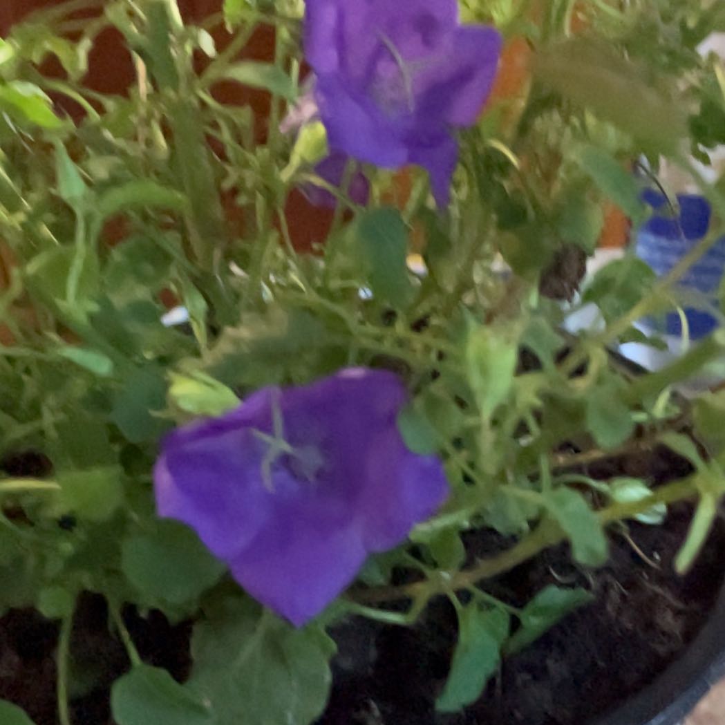 Photo of the plant species Peach-Leaved Bellflower by @KeenLungwort25 named Darwin on Greg, the plant care app