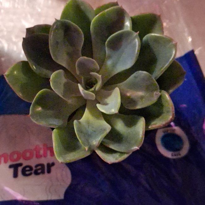Photo of the plant species Echeveria 'Galaxy Blue' by @SwiftRuby20 named Echeveria on Greg, the plant care app