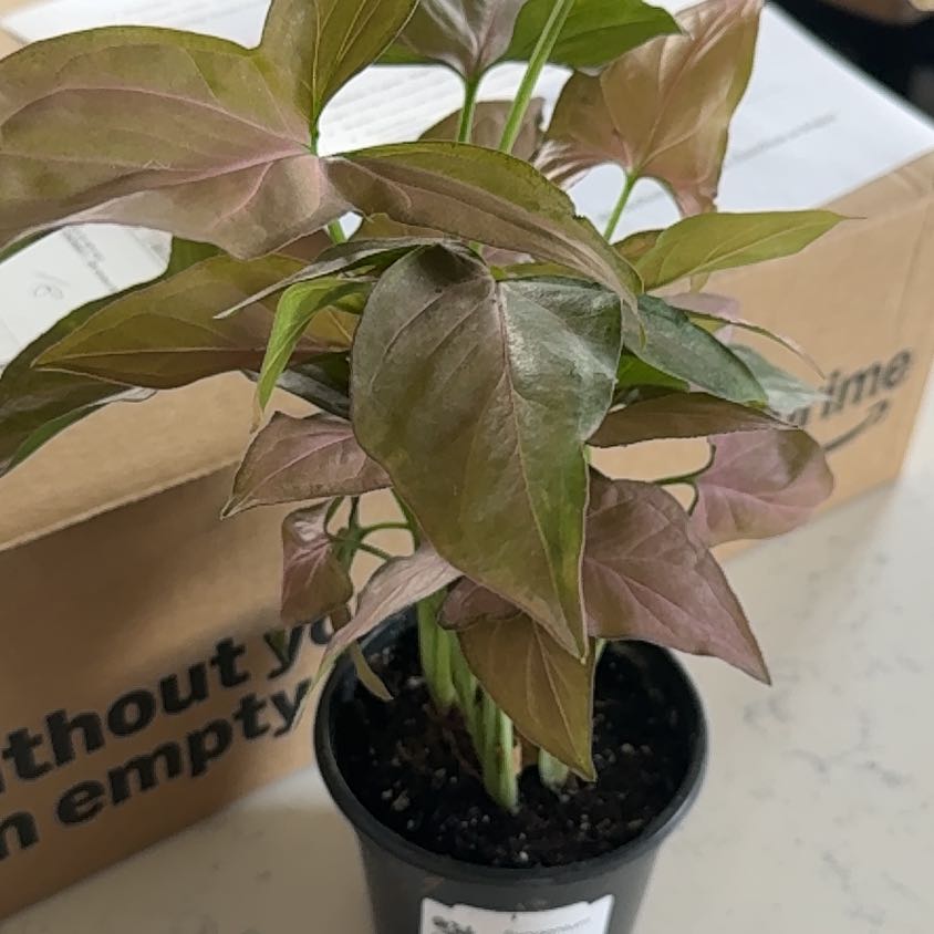 Photo of the plant species Neon Pink Arrowhead Plant by @UnshakenLemon19 named Luna on Greg, the plant care app