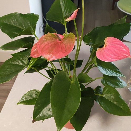 Photo of the plant species Flamingo Flower by @LeadingAgave named Leaf Erickson on Greg, the plant care app