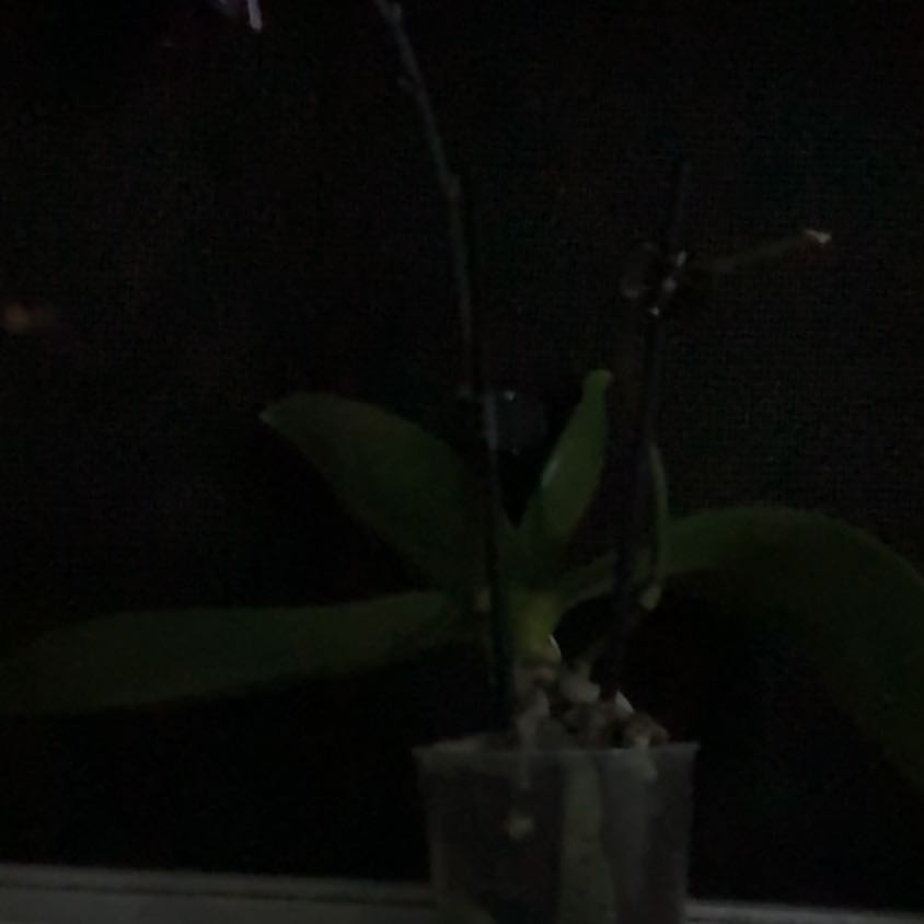 Photo of the plant species Common Reed by @PeppyRutabaga92 named Pax on Greg, the plant care app