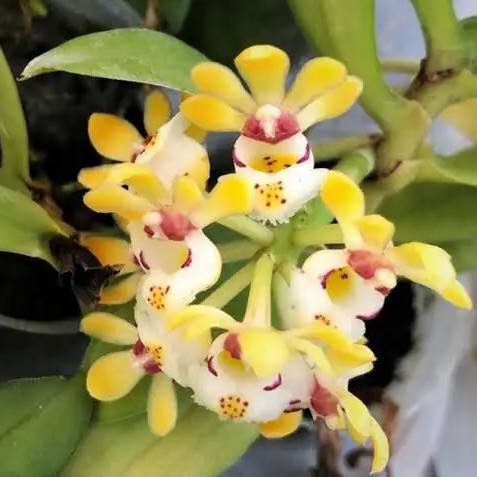 Photo of the plant species Haraella Orchid by @GlowingKaramu89 named Mini #1 on Greg, the plant care app