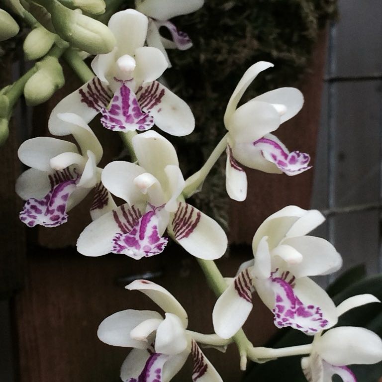 Photo of the plant species Sedirea japonica by @GlowingKaramu89 named Mini #3 on Greg, the plant care app