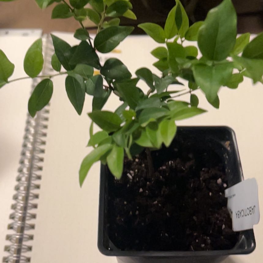 Photo of the plant species Jabuticabeira by @PureLecanora73 named Preta on Greg, the plant care app