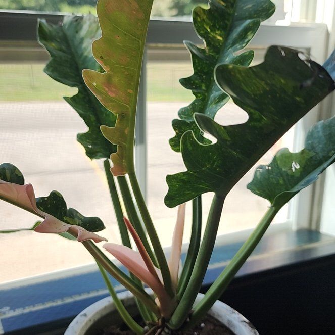 Photo of the plant species Philodendron Hybrid by @KingYikes named Haldir on Greg, the plant care app