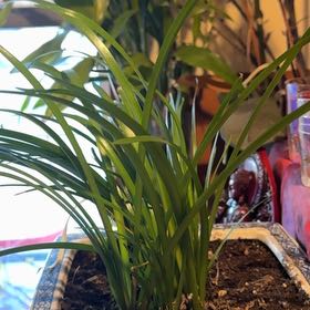 Photo of the plant species Pink Rain Lily by @LeadFlyagaric named Lola on Greg, the plant care app