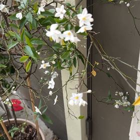 Photo of the plant species Potato Vine by @CopiousApple75 named Luna on Greg, the plant care app