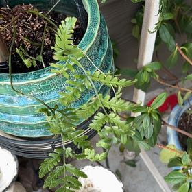 Photo of the plant species Australian Brake by @CopiousApple75 named Hemingway on Greg, the plant care app