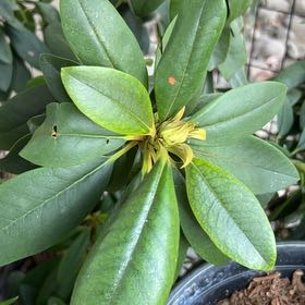 Photo of the plant species Catawba Rhododendron by @CopiousApple75 named Leonardo on Greg, the plant care app