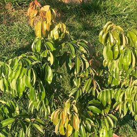 Photo of the plant species Lychee by @TactfulPecan44 named Osmo on Greg, the plant care app