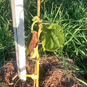 Photo of the plant species Tamarillo by @TactfulPecan44 named Marilyn on Greg, the plant care app