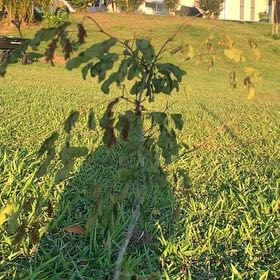 Photo of the plant species Leopard Tree by @TactfulPecan44 named Pax on Greg, the plant care app