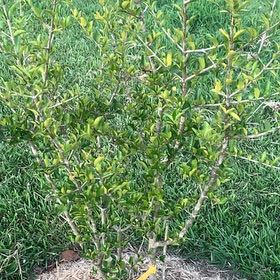 Photo of the plant species Cherry Tree by @TactfulPecan44 named Mollie on Greg, the plant care app