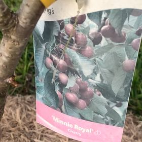 Photo of the plant species Cherry Tree by @TactfulPecan44 named Rosa on Greg, the plant care app