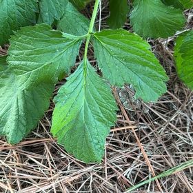 Photo of the plant species Norwegian Cinquefoil by @FierySucc48 named Mollie on Greg, the plant care app