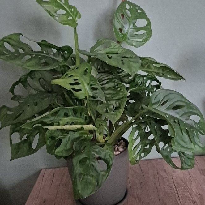 Photo of the plant species Monstera monkey leaf by @BigwigMikimiki5 named Kylie on Greg, the plant care app