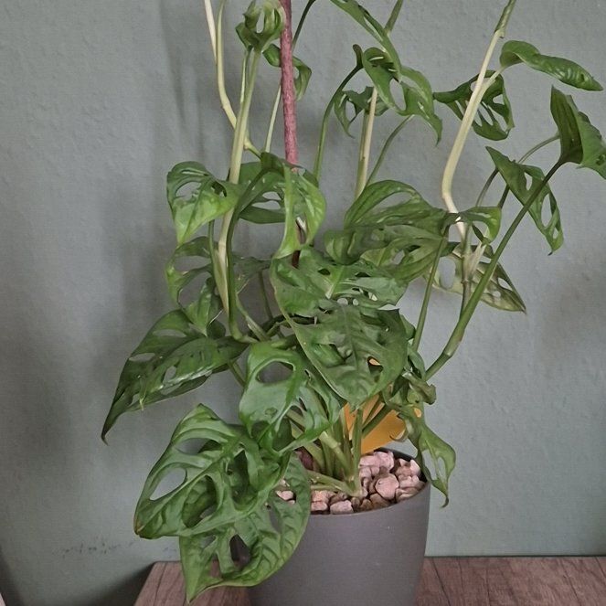 Photo of the plant species Monstera monkey leaf by @BigwigMikimiki5 named Scarlett on Greg, the plant care app