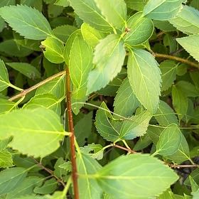 Photo of the plant species Border Forsythia by @MovingTwister83 named Naomi on Greg, the plant care app