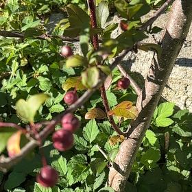Photo of the plant species Nanking Cherry by @MovingTwister83 named Sanders on Greg, the plant care app