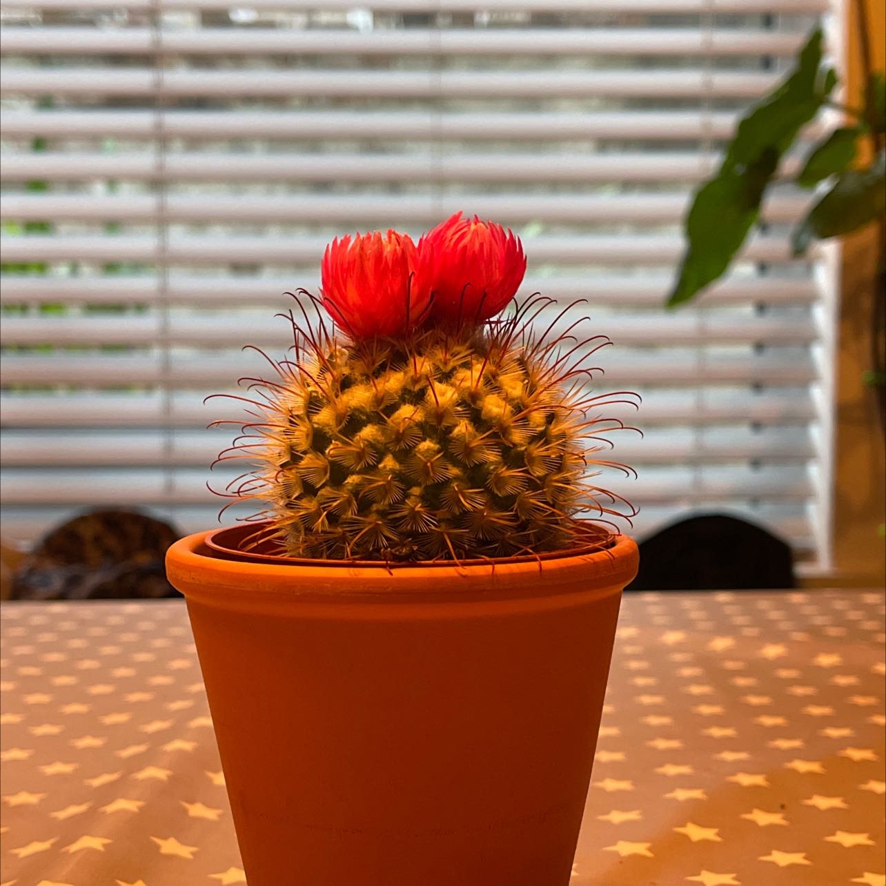 Mammillaria backebergiana cactus in a terracotta pot with red flowers on top.