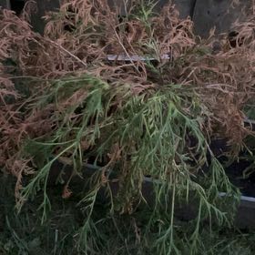 Photo of the plant species Lemon Thread False Cypress by @BigFanpalm22 named Huckleberry Fern on Greg, the plant care app