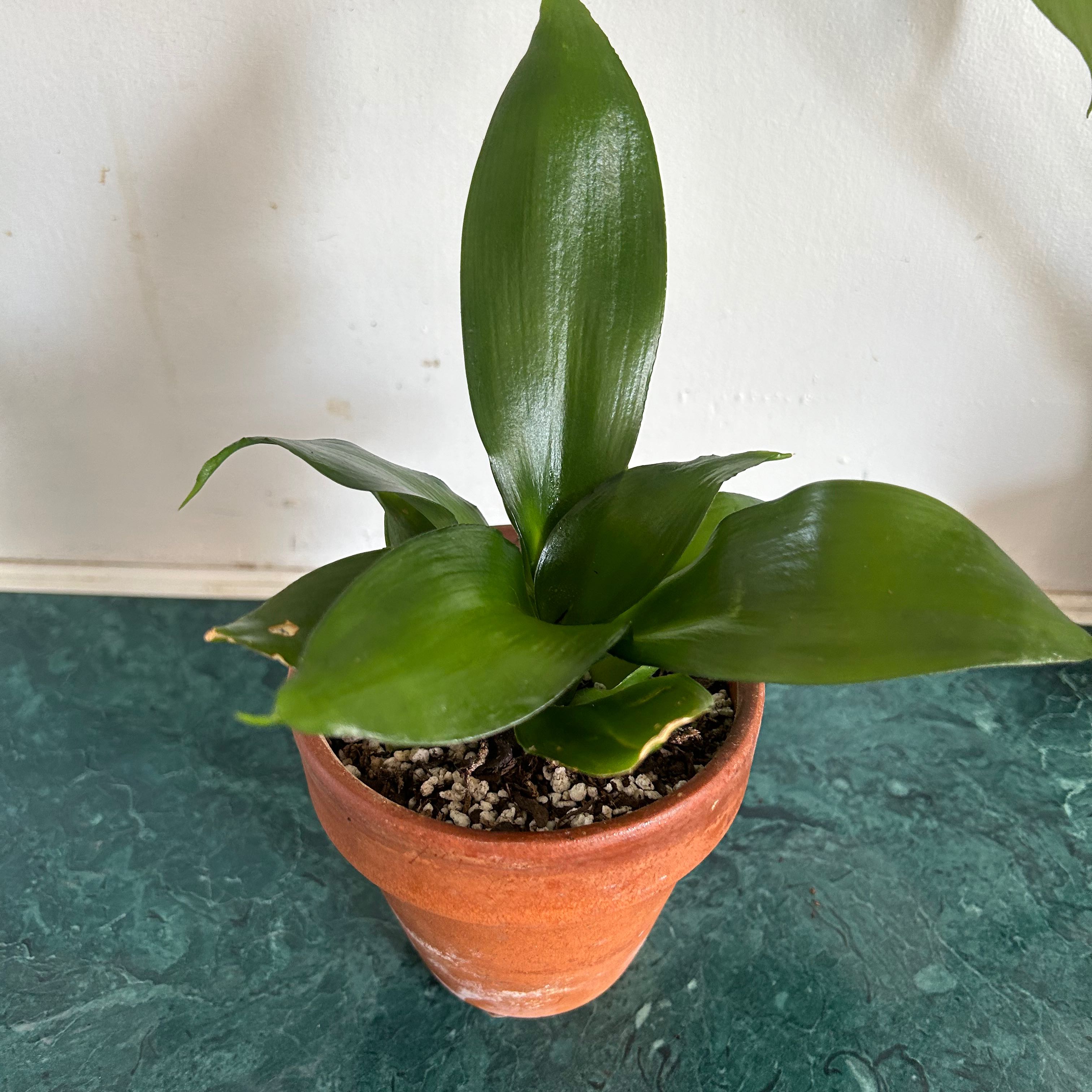 Photo of the plant species Birdsnest by @ValidMarigold60 named Dolores on Greg, the plant care app