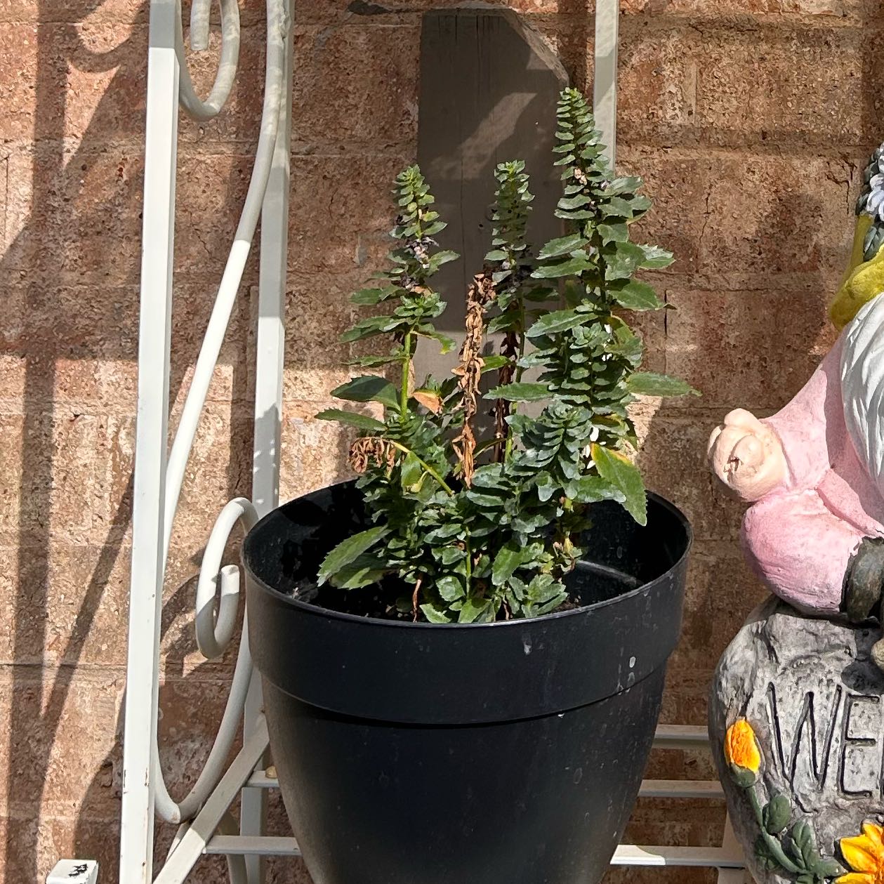 Photo of the plant species Delphinium 'Blue Nile' by @ValidChamise49 named Scarlett on Greg, the plant care app