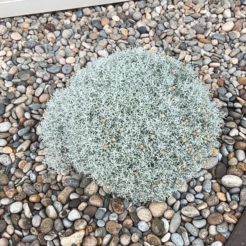 Photo of the plant species Leucophyta by @FullBlueelf23 named Gobi on Greg, the plant care app