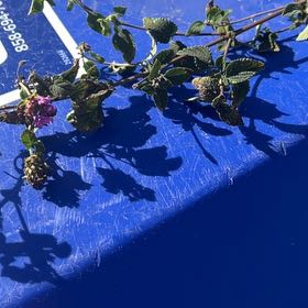 Photo of the plant species Blue Mountain Lilac by @FullBlueelf23 named Clooney on Greg, the plant care app