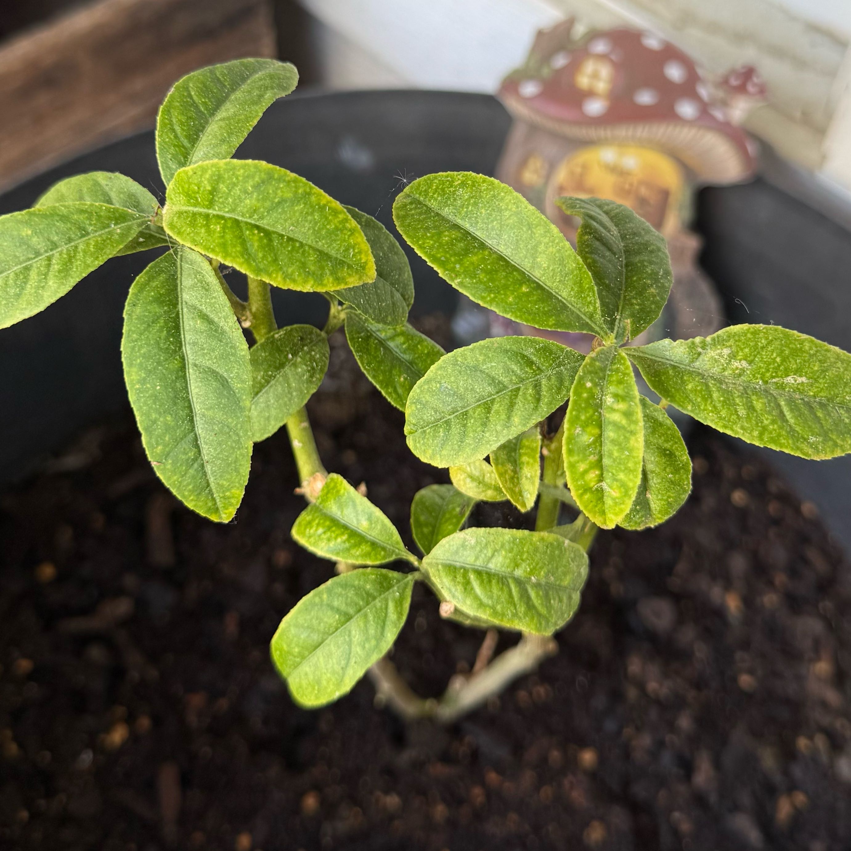 Photo of the plant species Guava Tree by @LikablePilea2 named Orwell on Greg, the plant care app