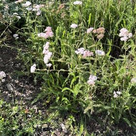 Photo of the plant species Milfoil by @HipIvygourd83 named Beyonce on Greg, the plant care app