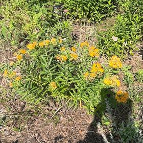 Photo of the plant species Butterfly Weed by @HipIvygourd83 named Leaf Erickson on Greg, the plant care app