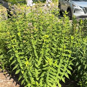 Photo of the plant species Canadian Goldenrod by @HipIvygourd83 named Spike Leaves on Greg, the plant care app