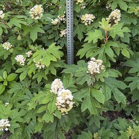 Photo of the plant species Oakleaf Hydrangea by @HipIvygourd83 named Coco on Greg, the plant care app