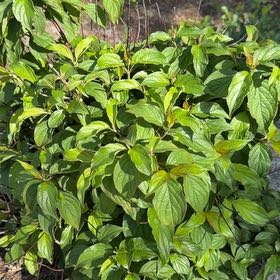 Photo of the plant species Red-Barked Dogwood by @HipIvygourd83 named Peter Parker on Greg, the plant care app