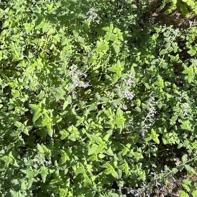 Photo of the plant species Mealycup Sage by @HipIvygourd83 named Elina on Greg, the plant care app