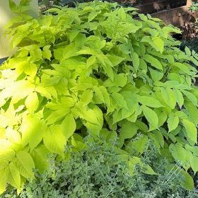 Photo of the plant species Green Ash by @HipIvygourd83 named Bella on Greg, the plant care app
