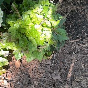 Photo of the plant species Pick-a-Back-Plant by @HipIvygourd83 named Lavender on Greg, the plant care app