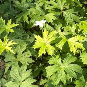Photo of the plant species Spotted Geranium by @HipIvygourd83 named ChloroPhil on Greg, the plant care app