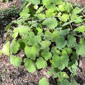 Photo of the plant species Lady's Mantle by @HipIvygourd83 named Wall-E on Greg, the plant care app