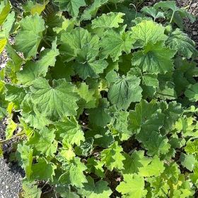 Photo of the plant species Red Currant by @HipIvygourd83 named Orwell on Greg, the plant care app