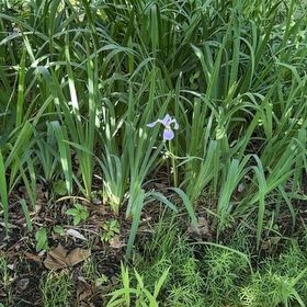 Photo of the plant species Virginia Iris by @HipIvygourd83 named Dax on Greg, the plant care app