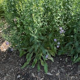 Photo of the plant species Michaelmas Daisy by @HipIvygourd83 named Harper on Greg, the plant care app
