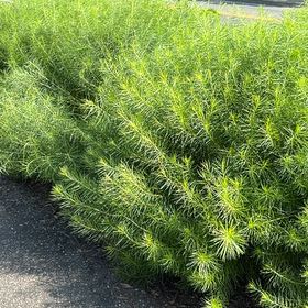 Photo of the plant species Jensen's Polytrichum Moss by @HipIvygourd83 named Homer on Greg, the plant care app