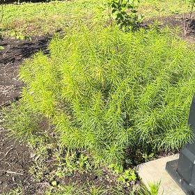 Photo of the plant species Yellow Oleander by @HipIvygourd83 named Willow on Greg, the plant care app