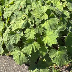 Photo of the plant species Black Currant by @HipIvygourd83 named Achilles on Greg, the plant care app