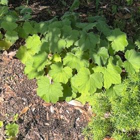Photo of the plant species Lady's Mantle by @HipIvygourd83 named Morgan Treeman on Greg, the plant care app